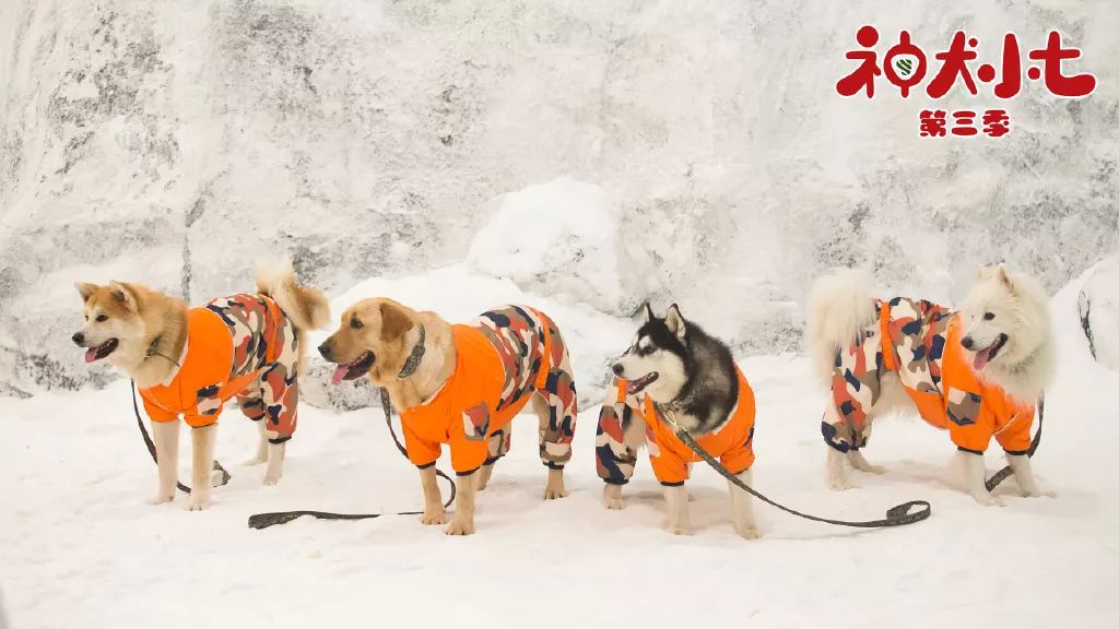 PP电子·5金狮(中国区)游戏官方网站